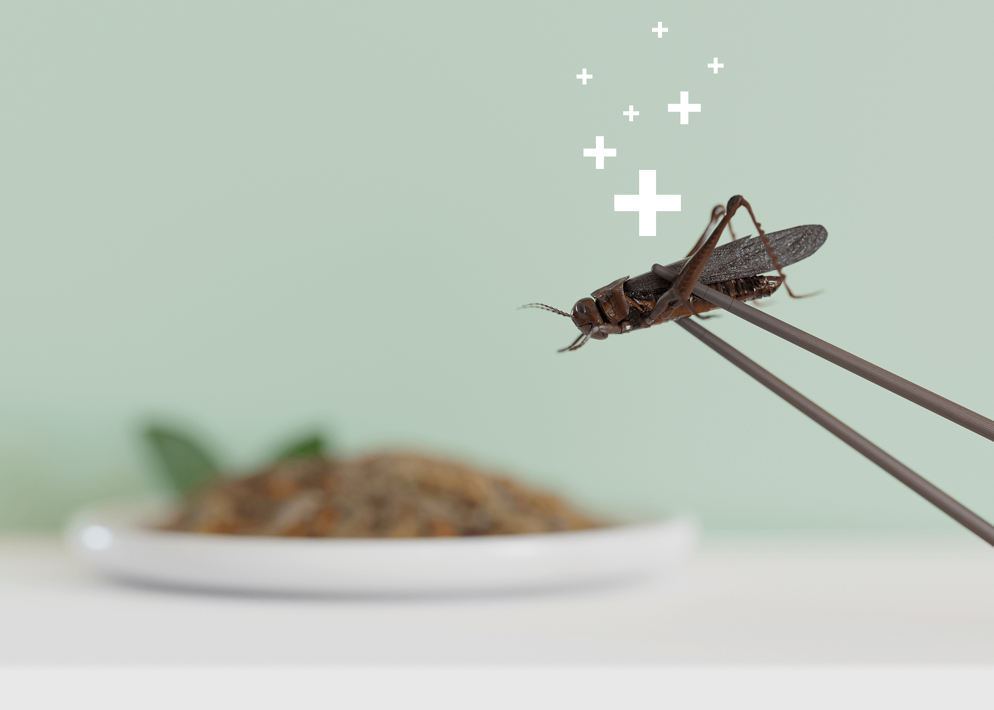 INSECTA, a new project on food supplements in Belgium – Biif.org